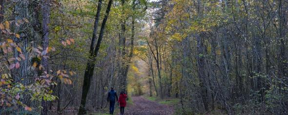 Promenade en forêt